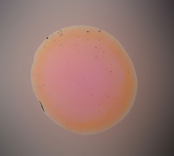 Figure 1. A beryllium-diffused sapphire. If it were not for the telltale yellow-orange color rim in immersion, this treatment may have gone unnoticed for many years. Photo: Richard W. Hughes