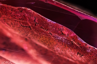 This synthetic pink sapphire was fractured and then appeared to have been soaked in an iron-rich solution to created orange stains in the fissures, thus simulating padparadscha. The stains developed unusual dendritic patterns, as seen here. Chemical analysis also reveal traces of lead in the fissures. In this image we can also see fine growth needles in parallel lines.