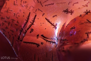 This synthetic pink sapphire was fractured and then appeared to have been soaked in an iron-rich solution to created orange stains in the fissures, thus simulating padparadscha. The stains developed unusual dendritic patterns, as seen here. This fissure also shows an unusual shiny, glossy appearance. Chemical analysis also reveal traces of lead in the fissures.