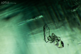 Micro Raman revealed that this cluster of inclusions in emerald contained a variety of crystals. The elongated crystal on the left is quartz, the area in the center contains calcite and apatite, and the right-most crystal is calcite.