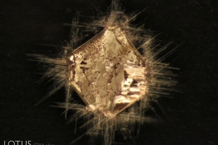 Xenomorphic carbonate (probably dolomite) filling an octahedral negative crystal with oriented needles at the corners. The needles might be either mineral matter or acicular voids. Spinel host from Burma (Myanmar). 200X.