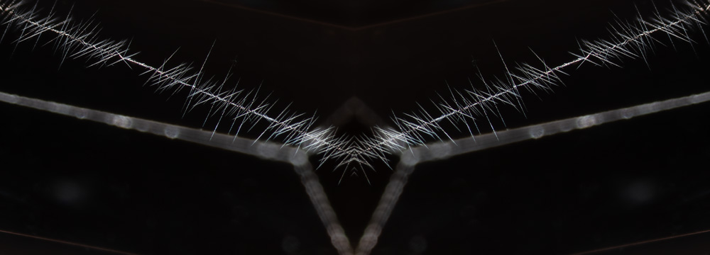 Privacy policy at LotusGemology.com