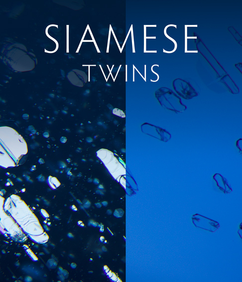 Siamese Twins • Feature Comparison & Contrast