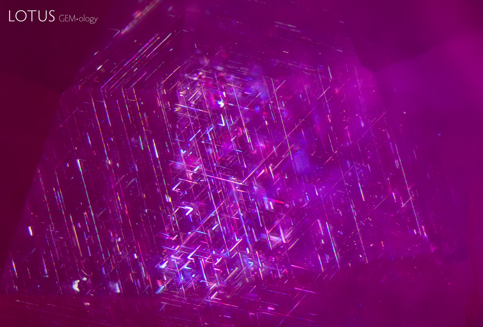 Figure 2. A cluster of rutile silk needles in a heated Burmese ruby. While superficially the rutile silk in this ruby may look intact, closer observation reveals that some of the needles have started to break down and develop gaps. Photo: E. Billie Hughes/Lotus Gemology. Field of View 3 mm.