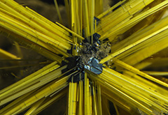 Beyond Rutile — The Micro-World of Quartz