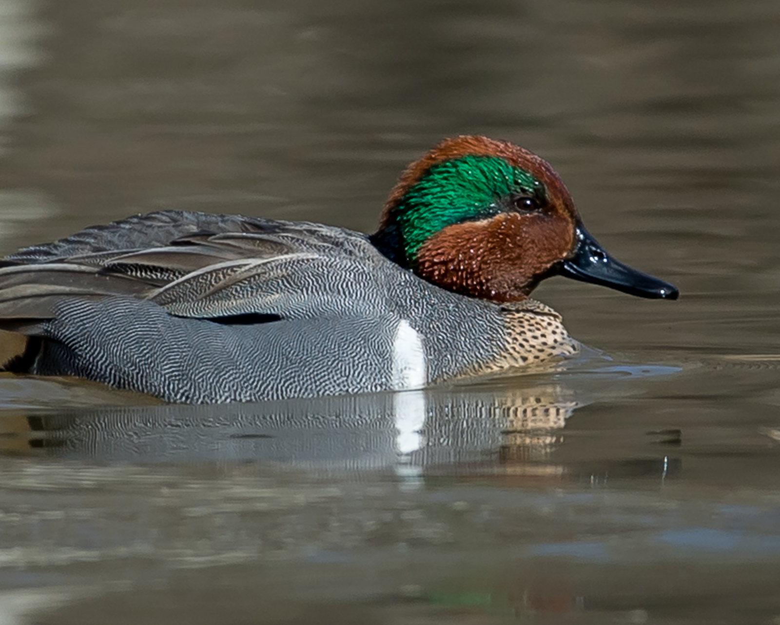 The vibrant blue-green feathers around the eye of the teak duck are the origin of the teal color.