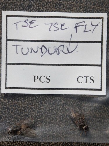 VLT –Vicious Little Things. Tsetse flies collected in Tanzania's Tunduru district. Photo © Vincent Pardieu