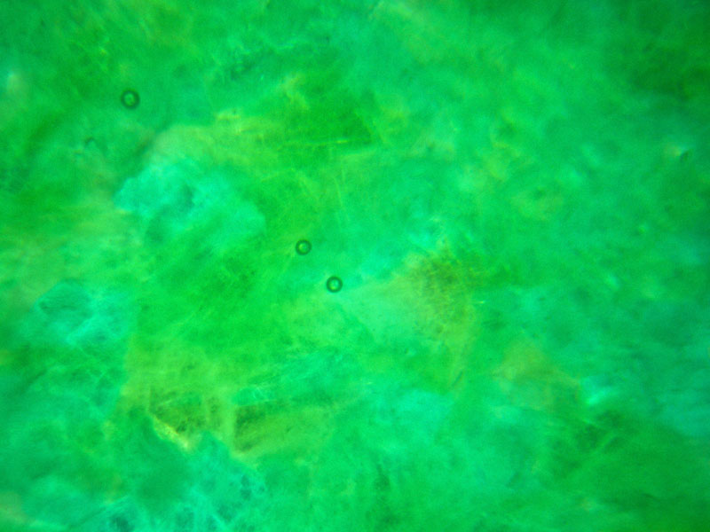Round gas bubbles are visible in the resin backing under magnification. 