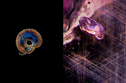 Billie Hughes, Thierry Ardouin, and Olivier Segura discuss the intersection between photography, art, science, and nature.
