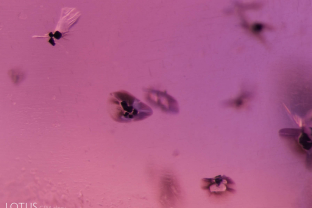 Small, blocky black uraninite crystals and rounded, transparent zircon crystals such as these are commonly found in Sri Lankan sapphire. While at first their shiny halos may seem like evidence of heat treatment, they can actually occur naturally, as in this stone. The undissolved rutile silk needles in this stone demonstrate that it has not been heated at a high temperature.