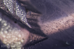 Etch marks of the surface of a natural (white areas in the upper left portion of the photo), along with a fingerprint inclusion within the gem itself (right side of the photo). Note the identical pattern of the etch marks and the negative crystals within the fingerprint, both reflections of the underlying atomic symmetry.