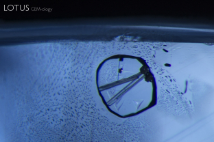 A classic scene in a Sri Lankan sapphire, where a secondary “fingerprint” surrounds a primary negative crystal. The basal pinacoid faces feature triangular growth markings, while the interior contains two v-shaped diaspore needles and black plates of graphite.