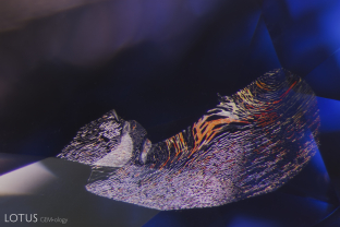 A feathery fingerprint with bright orange staining sweeps across a vivid blue backdrop in this sapphire.