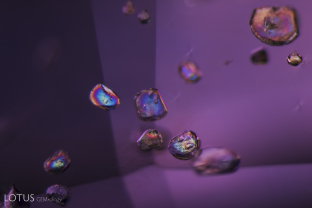 Bright interference colors are on display in this crystals when viewed under crossed polars.