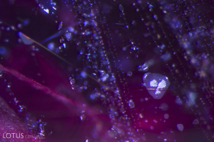 When a Mozambique ruby is heated, the silk may start to break down, resulting in a mottled appearance on the platelets.