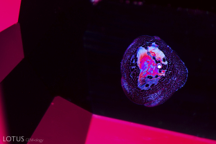 This small melted crystal surrounded by an iridescent heat-altered fingerprint is a typical inclusion in Thai/Cambodian ruby.