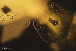 Frozen gas bubbles and heat-altered fingerprints decorate the interior of this beryllium diffused yellow sapphire.
