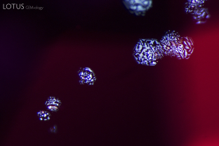 Thai/Cambodian rubies like this often show thin film inclusions that light up under fiber optic illumination.