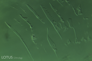 This fascinating multiphase inclusion shows an unusual sawtooth pattern on the long edges. Many of the cavities contain liquid, gas and as many as four different solid phases.