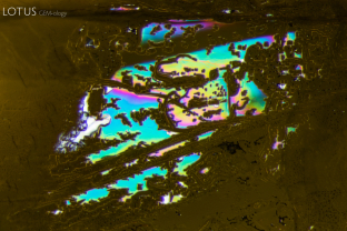 When illuminated with fiber optic light, swaths of the partially healed fissure in this peridot display a rainbow of interference colors. Specimen courtesy Fuli Gemstones.