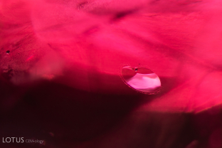 The bright, glassy discoid depicted here provides evidence that its spinel host was heated. Raman spectroscopy confirmed this suspicion.