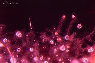 Tiny octahedral crystals, surrounded by small fissures, rest in a cloud of fine particles in this spinel from Tanzania.