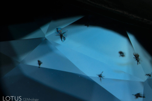 Resembling small flying insects, zircon crystals with radiation-induced stress halos are a common feature in Ceylon sapphires.