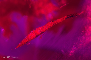 Primary flux filled cavity in a Ramaura flux synthetic ruby, with sharp angular growth zoning visible in the bottom right corner.