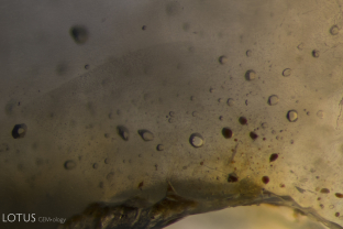 Fingerprint with coarse negative crystals, some with mobile CO2 gas bubbles, in an unheated Cyangugu sapphire.