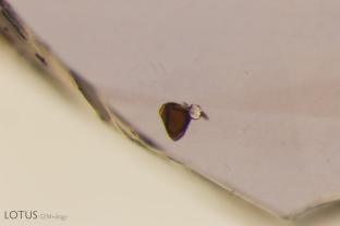 Phlogopite mica (brown) along with a winged zircon crystal in a sapphire from Tunduru.